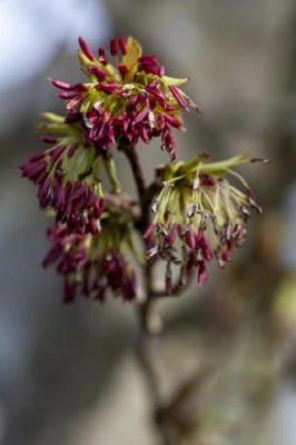 PARROTIA persica 'Burgundy' - image 3