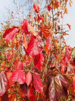 PARROTIA persica 'Burgundy' - image 1