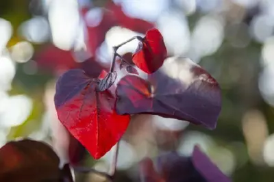 CERCIS canadensis 'Merlot'