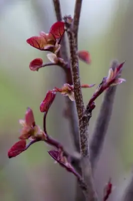 CERCIS canadensis 'Merlot' - image 6