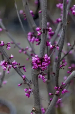 CERCIS canadensis 'Merlot' - image 4