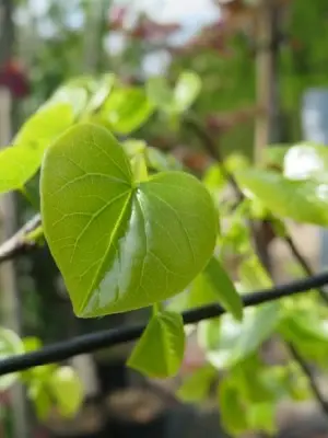 CERCIS canadensis texensis 'Texas White'