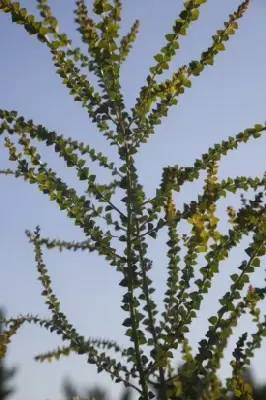 ACACIA pravissima