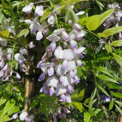 WISTERIA 'Barbara' - image 2