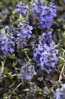 AJUGA reptans 'Black Scallop' - image 2