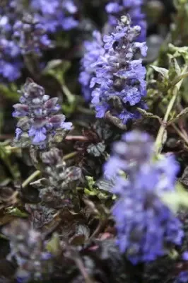 AJUGA reptans 'Black Scallop' - image 3