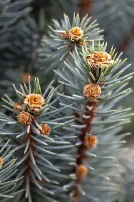 PICEA pungens 'Iselli Fastigiate'