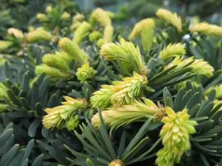 TAXUS cuspidata