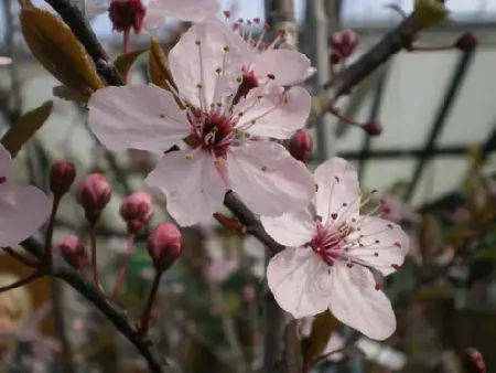 PRUNUS cerasifera 'Pissardii'