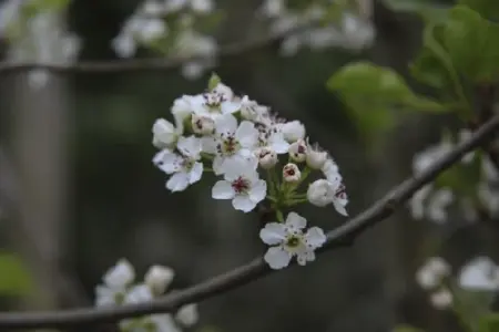 PYRUS calleryana 'Chanticleer'