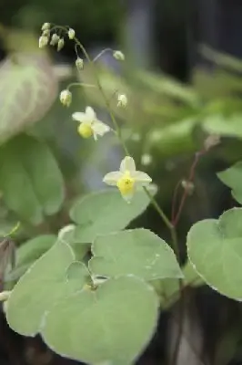 EPIMEDIUM x versicolor 'Sulphureum' - image 1