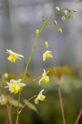 EPIMEDIUM x versicolor 'Sulphureum' - image 3