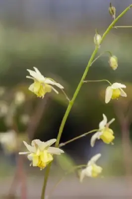 EPIMEDIUM x versicolor 'Sulphureum' - image 4