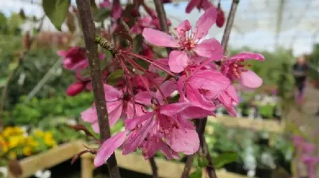 MALUS 'Royal Beauty' - image 1