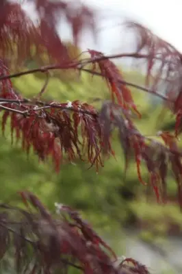 ACER palmatum dissectum 'Inaba-Shidare' - image 3