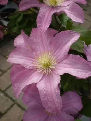 CLEMATIS 'Voluceau'