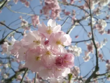 PRUNUS 'Accolade' - image 1