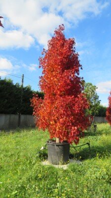 ACER platanoides'Crimson Sentry' - image 3