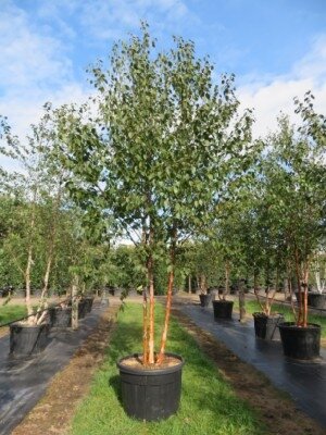 BETULA albosinensis 'Fascination' - image 4