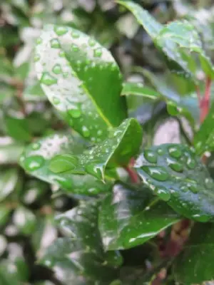 ILEX x meserveae 'Castle Wall' - image 1