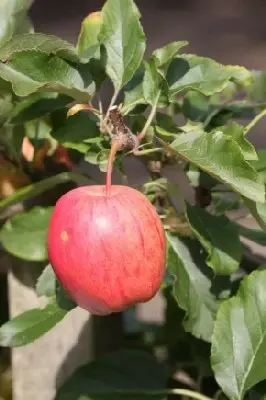 Malus domestica 'Egremont Russet' (APPLE) - image 1