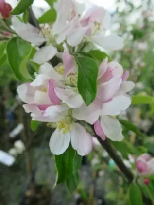 Malus domestica 'Egremont Russet' (APPLE) - image 2