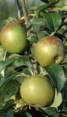 Malus domestica 'Egremont Russet' (APPLE) - image 3