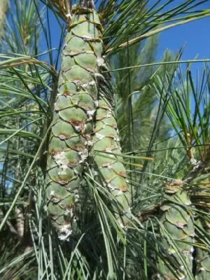 PINUS wallichiana 'Densa Hill' - image 1