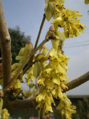 CORYLOPSIS spicata