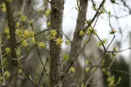 CORNUS mas