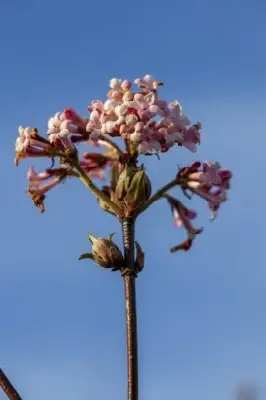 VIBURNUM x bodnantense 'Dawn' - image 1