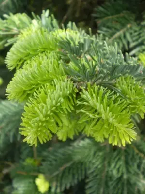 ABIES nordmanniana - image 1