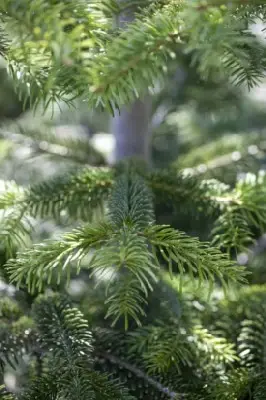 ABIES nordmanniana - image 2