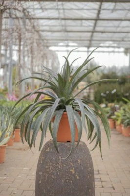 AGAVE 'Pineapple Express' - image 1