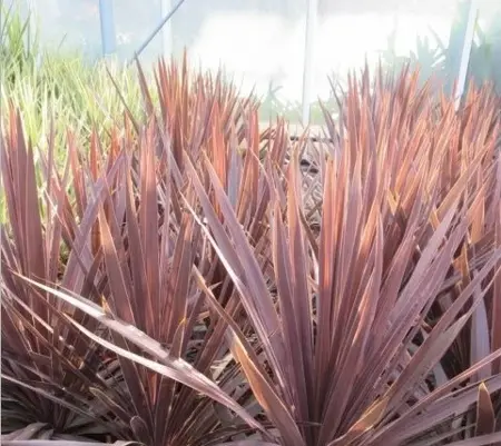 CORDYLINE 'Red Star'