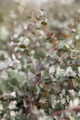 EUCALYPTUS gunnii - image 3