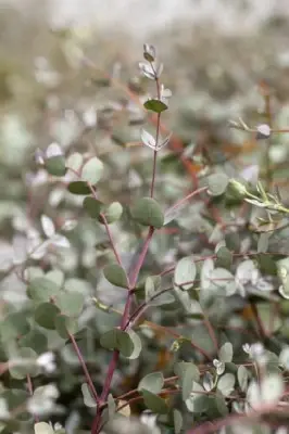 EUCALYPTUS gunnii - image 4