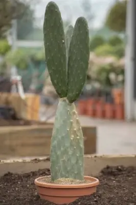 OPUNTIA vulgaris