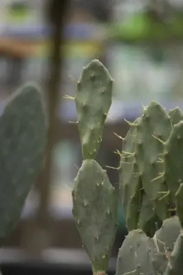 OPUNTIA lanceolata - image 1