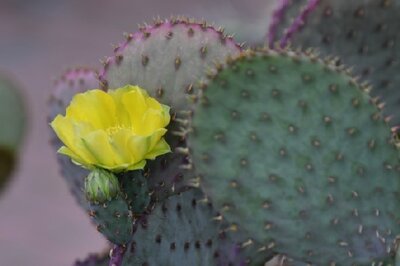 OPUNTIA santarita - image 2