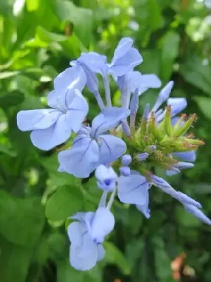 PLUMBAGO auriculata