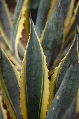 AGAVE salmiana angustifolia 'Variegata' - image 1