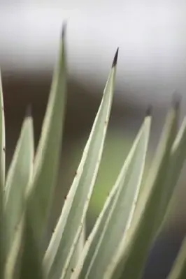 AGAVE salmiana angustifolia 'Variegata'