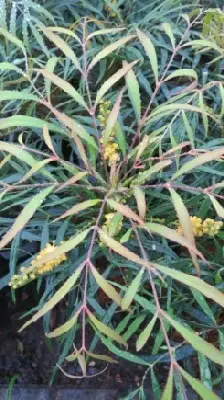 MAHONIA eurybracteata 'Soft Caress' - image 1