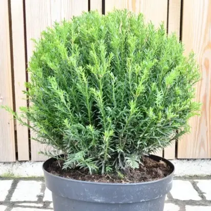 TAXUS baccata 'Renke's Little Green'