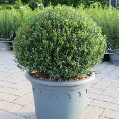 TAXUS baccata 'Renke's Little Green'