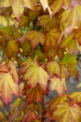 ACER cappadocicum 'Aureum'