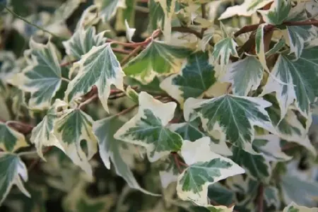 HEDERA helix 'Adam'