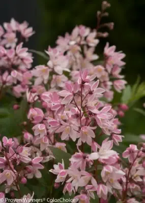 DEUTZIA 'Yuki Cherry Blossom'