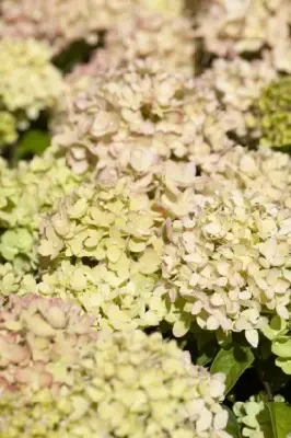 HYDRANGEA paniculata 'Little Lime' - image 2